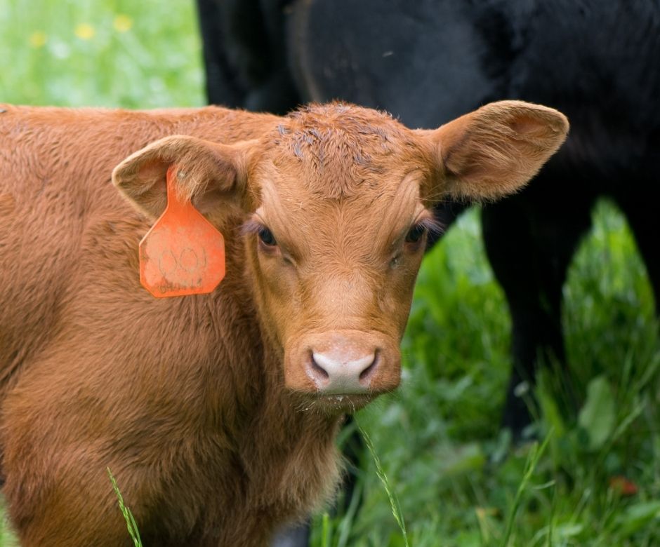 BIENESTAR ANIMAL EN EXPLOTACIÓN DE PEQUEÑOS RUMIANTES